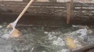 Запуск форели