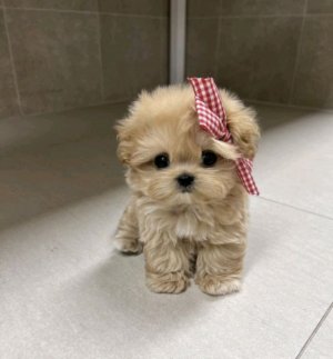 я с бусенкой