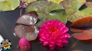 Нимфея Pink Cake (Розовое пирожное) кувшинка, waterlily, водные растения, пруд