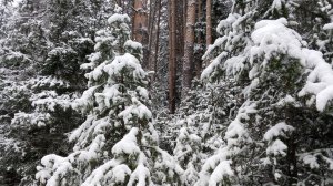 Вот и зима,приглашаю на прогулку в лес. Одевайтесь потеплее!