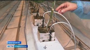 Ставропольские овощеводы побили собственные рекорды