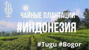 Видео для бега на беговой дорожке с окружающими звуками | Виртуальный бег по #Tugu #Bogor #Indonesia