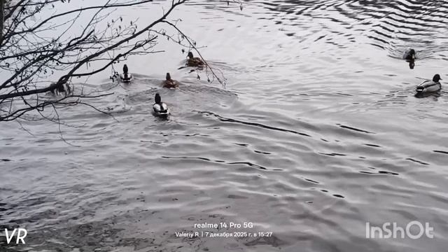 Зима, декабрь. Кряквы плавают в пруду "Лось" 07.12.2025 #Лосиныйостров смотреть онлайн