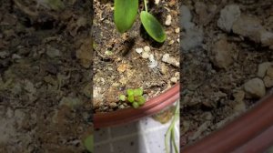 Как размножить пилею черенками?