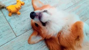 Корги Коржик все песни