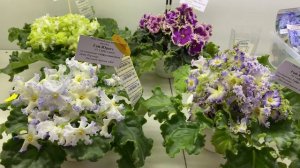 ВЫСТАВКА ФИАЛОК В МОСКВЕ | октябрь 2025 г. | Любовь Еременко