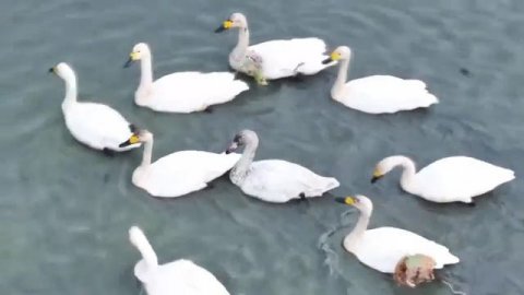 🦢Лебеди в провинции Фуцзянь