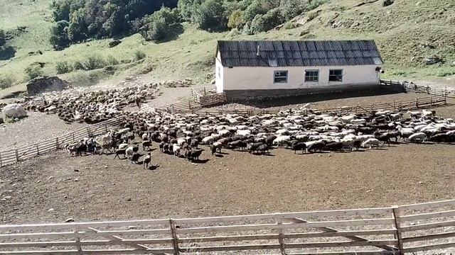 Отара в горах КБР смотреть онлайн