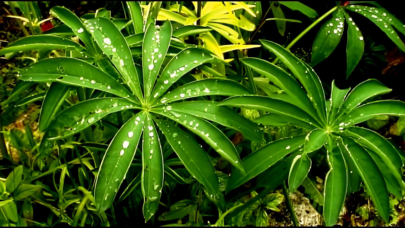 После дождя