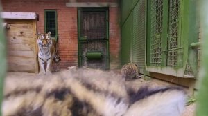 Новорождённые тигрята