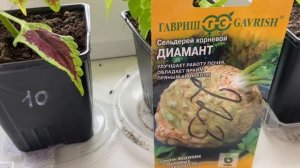 Сельдерей корневой Диамант. Подготовка к новому дачному сезону