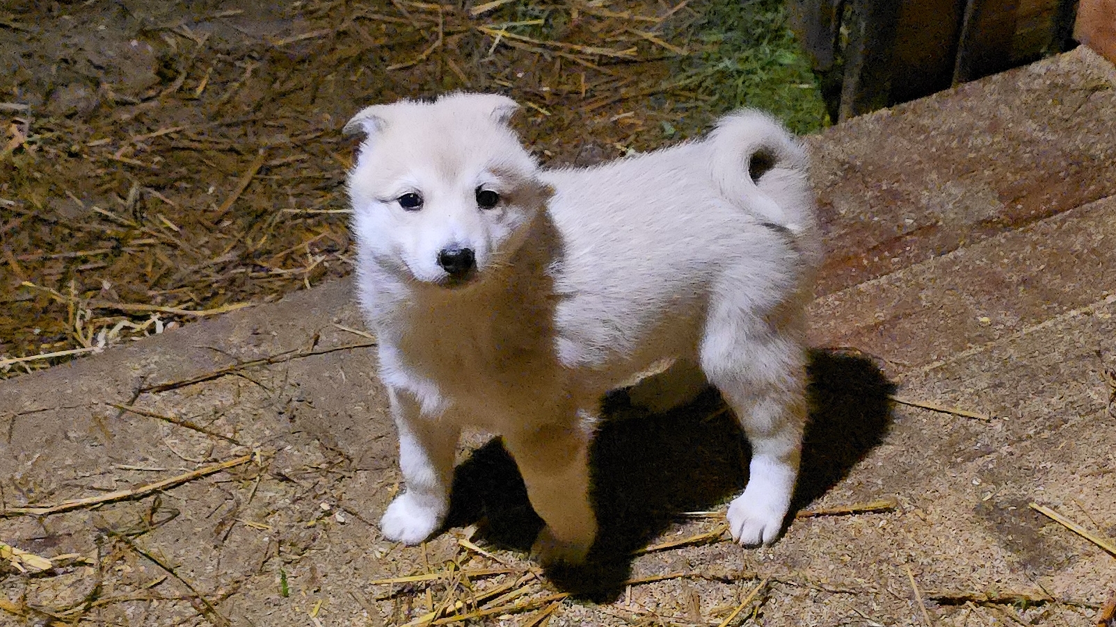 Перед поисками Златы