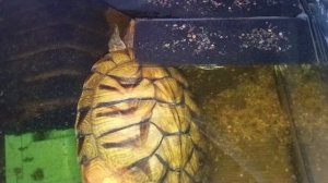 Умная колонка Маруся рассказывает анекдоты. Красноухие черепахи 🐢  утро 9 декабря 2025 года.