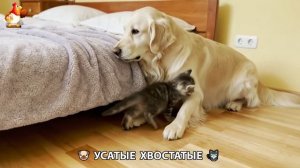 Котята и щенята 🐈🐶 Кошки и собаки 🤗 Милое видео про животных (18)
