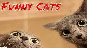 ПРИКОЛЫ С ЖИВОТНЫМИ! ПОДБОРКА ДЛЯ ХОРОШЕГО НАСТРОЕНИЯ! 01