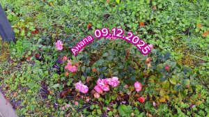 Анапа 09.12.2025