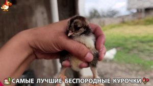 Цыплята и Курочки селяночки лучшие беспородные несушки 🥚 (405)
