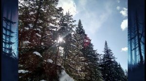 Дикая тайга