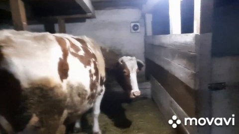 У нас красиво сегодня)Скоро отёл нетели)Жизнь деревенская