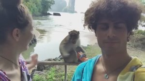 NEW! BRAIN TIME. ЭТИ ОБЕЗЬЯНЫ ЗАСТАВЯТ ВАС СМЕЯТЬСЯ