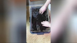 Лайфхак как быстро убрать комки из покупного грунта для рассады