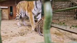 вышли к публике два новорожденных амурских тигренка: