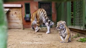 В Московском зоопарке родились амурские тигрята