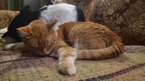 Кот и собака. Cat and dog