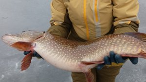 Зимняя рыбалка вне погоду! День трофеев! Щуки атакуют жерлицы!