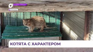 Новыми обитателями реабилитационного центра «Тигр» стали четыре лесных котёнка