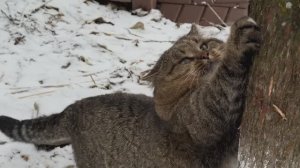 ДНЕВНИК лесного кота Барсика: «Снег не трогать - это на Новый год!»  - 6.12.2025