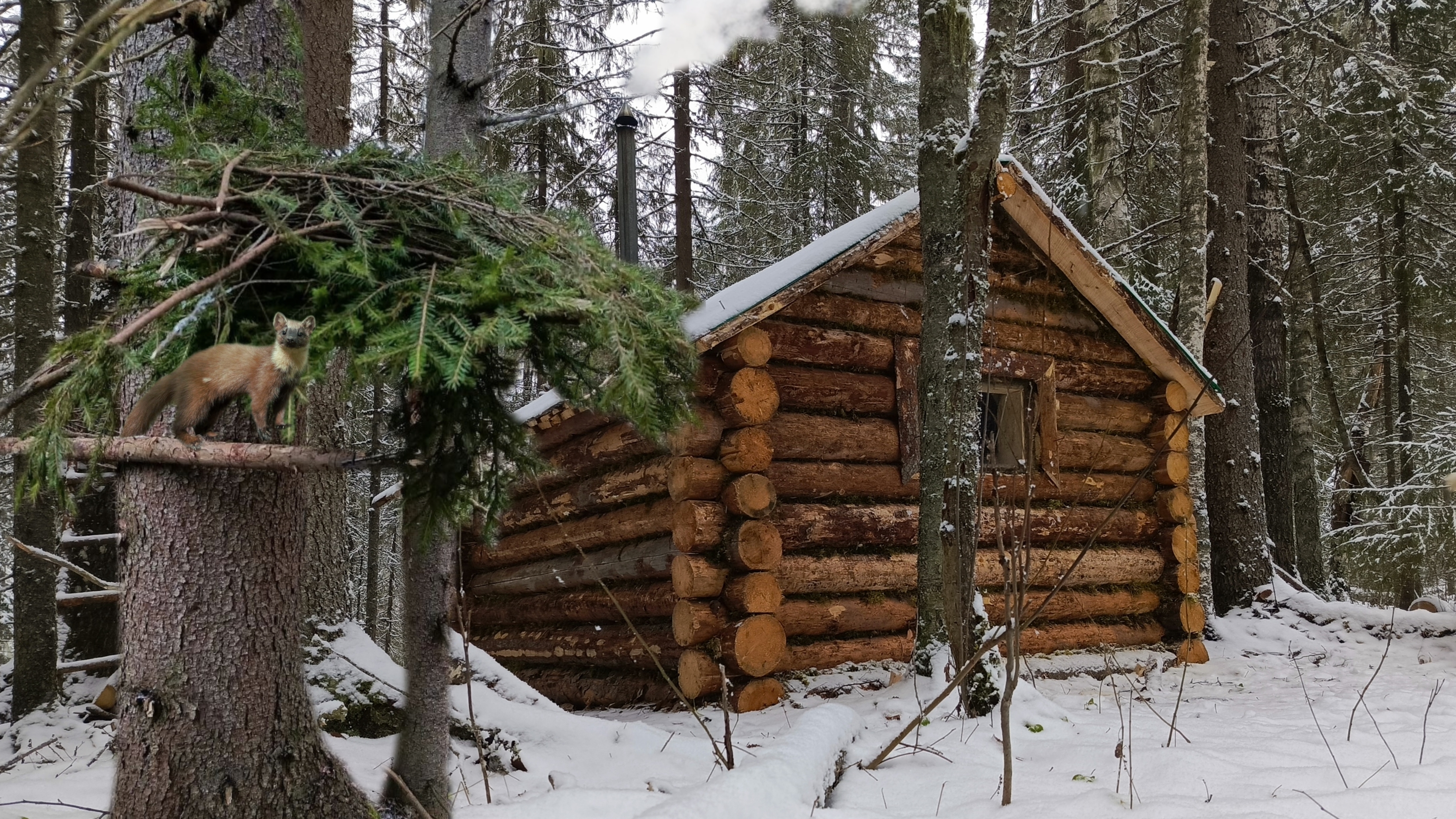 ОХОТА В ТАЙГЕ, ПЕРВАЯ УДАЧА. ПРОВЕРЯЮ ПУТИК, СОБИРАЮ ГРИБЫ!