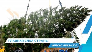 Как выбирают главную новогоднюю елку России?