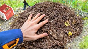 ЧТО БУДЕТ, ЕСЛИ ОПУСТИТЬ РУКУ В МУРАВЕЙНИК