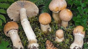 А вы знали что эти ГРИБЫ съедобные и солёные очень вкусные 🍄
