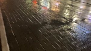 Дождь в декабре в .Спб.