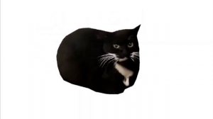 Кот максвел 1мин