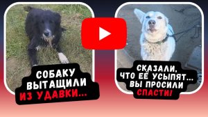 Собаку вырвали из лап отлова! Они сказали, что приедут за ней позже...
