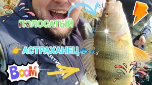 🐟ПОЛОСАТЫЙ АСТРАХАНЕЦ🐟 АСТРАХАНЬ 2025!#рыбалка #астрахань #окунь #рыба #fishing #красота #хобби