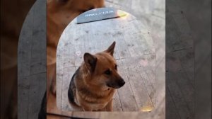 1000041974.mp4 (Собака смотрит на монтаж электропроводки (отверстие под м/коробку) в доме А-фрейм)