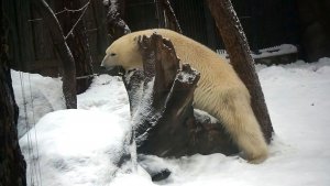 Медвежата Белка и Стрелка придумали себе новые игры и новые развлечения.