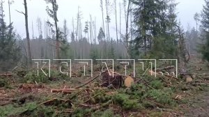 3000 гектаров векового леса под корень вырубают в Борском районе под видом земель сельхозназначения