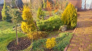 Мой опыт и отзыв о покупке хвойных растений на маркетплейсах💚