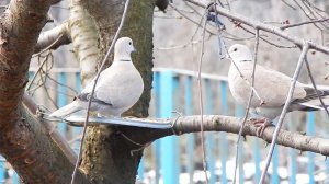 Птицы зимой и зимняя сказка. Как воробьи прогнали горлиц