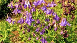 Аквилегия (Водосбор)