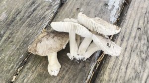 Обзорчики покупок. Мое творение .