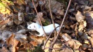 Лесной зверёк  Ласка пушистый монстрик.