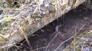 ЖУТКАЯ НАХОДКА В ЛЕСУ И ОПЯТЬ КЛАД ЧЕШУИ? 1я часть