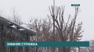 Зимняя стрижка. Жители исторической улицы Бабушкина жалуются на обрезку деревьев