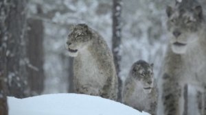 Доисторическая планета 1 сезон 1 серия (документальный сериал, 2025)